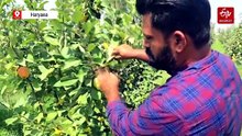 ​Kurukshetra Youth Combines Out Of The Box Thinking With Action To Successfully Grow Apples
