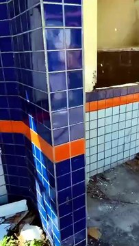 Cães mantidos em condições precárias em escola desativada são resgatados na Bahia