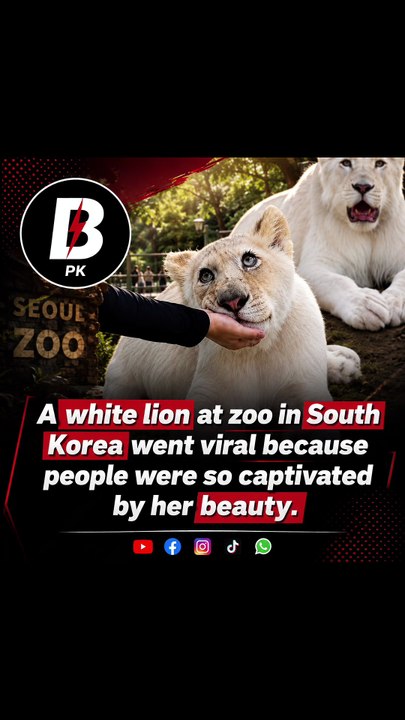 A white Lion at Zoo in South Korea went viral because people were so captivated by her beauty