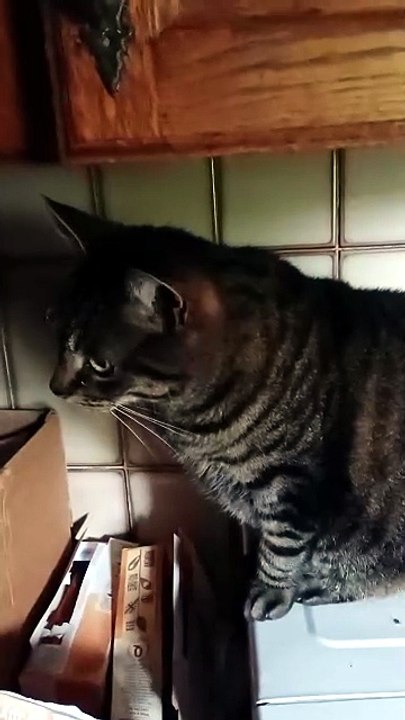Harry the cat 🐈