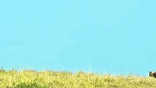 Incredible High Speed Cheetah Chase and Hunt on the African Savanna