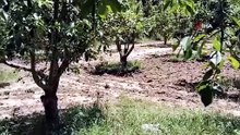 Sel suları köyü esir aldı