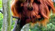 Orang hutan