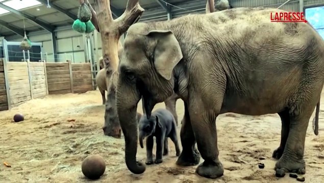 Mondiali 2026, la febbre da Coppa del Mondo colpisce anche gli elefanti: un cucciolo di due giorni gioca con la palla
