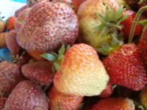 VOL ... au dessus d'un nid de fraises