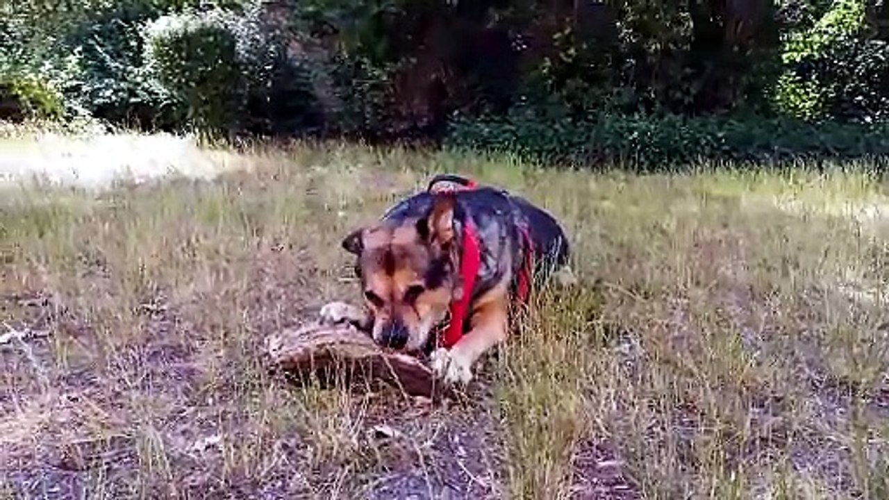 Hund und Motorsense