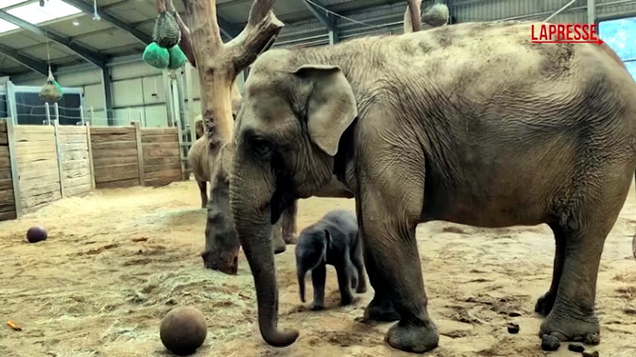 Mondiali 2026, la "febbre" da Coppa del Mondo colpisce anche gli elefanti: un cucciolo di due giorni gioca con la palla