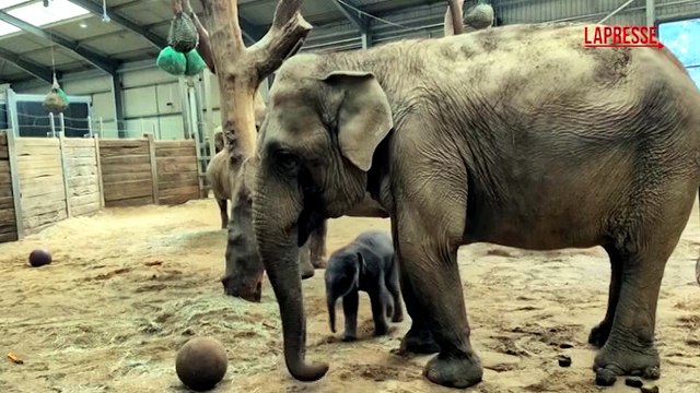 Mondiali 2026, la febbre da Coppa del Mondo colpisce anche gli elefanti: un cucciolo di due giorni gioca con la palla