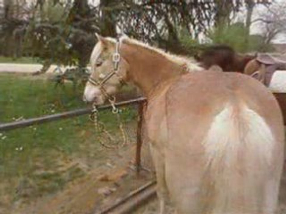Qulara