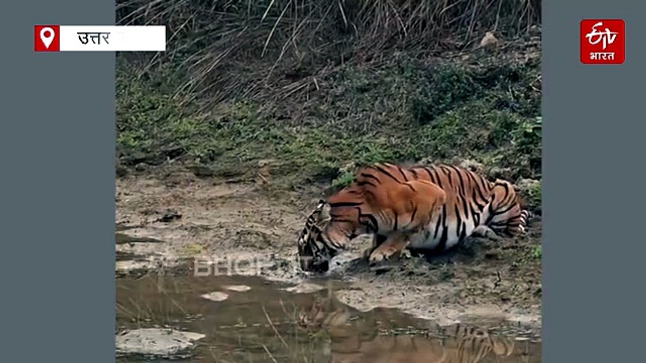 दुधवा टाइगर रिजर्व में मस्ती करते हाथियों का झु...
