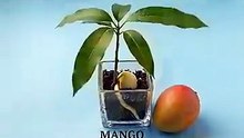 Frutas que puedes cultivar a partir de semillas en casa. #frutas #cultivo #agricultura