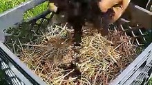 Grow potatoes vertically in boxes 🥔🌱(you won’t believe this works) #handmade #homegarden #gardening