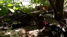 Ce chat est le boss du quartier