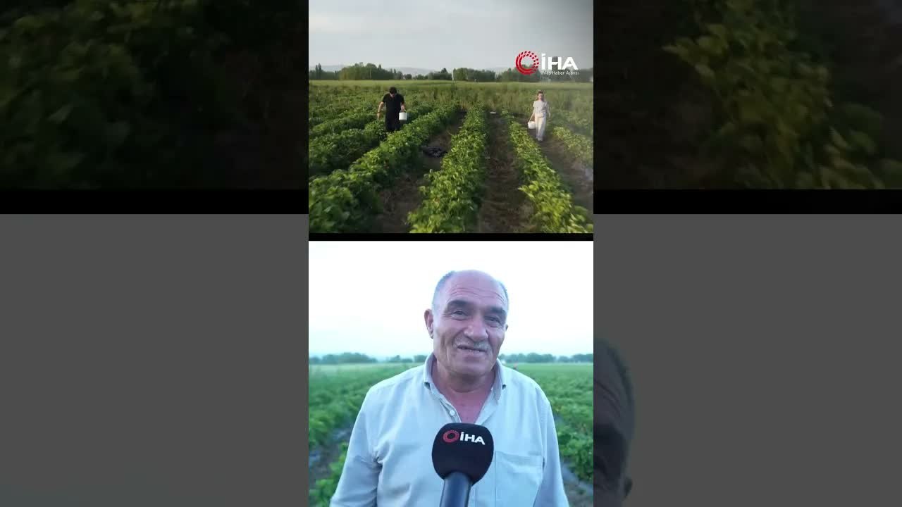 Çilek Tarlasında ‘Göz Hakkı’ Uygulaması İlgi Görüyor!