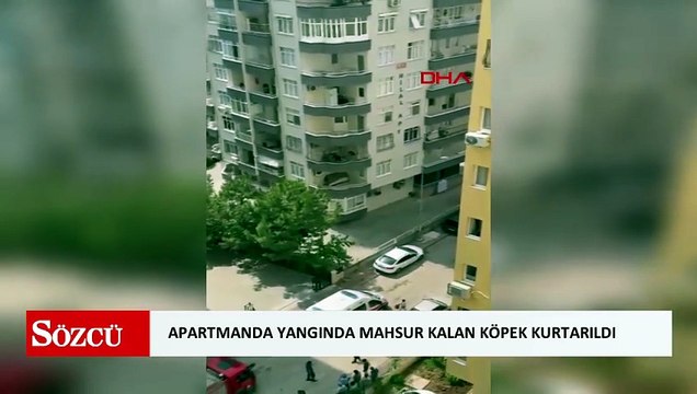 Apartman dairesindeki yangında mahsur kalan köpek kurtarıldı