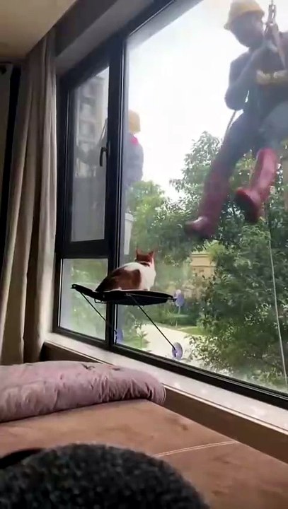 funny moments of cats #funny #cat