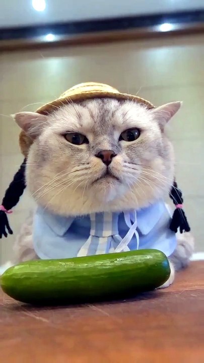 watch till end 😁 #funny #cat #shortsfeed