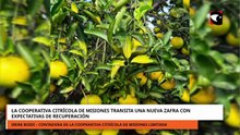 La Cooperativa Citrícola de Misiones transita una nueva zafra con expectativas de recuperación