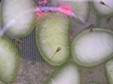 alevins de corydoras