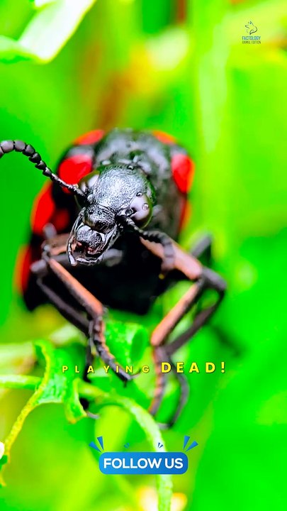 How Animals Outsmart Predators