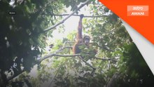 Orang Utan Tapanuli berdepan ancaman kepupusan