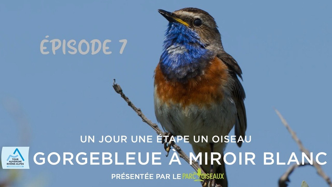 Tour Auvergne-Rhône-Alpes 2026 - Stage 7 - One Day. One Stage. One Bird