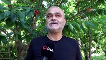 Meyvenin kalbi Lapseki'den kalpli kirazlar