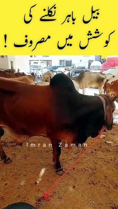 Bull Bahar Nikalny Ki Koshish me Busy😳