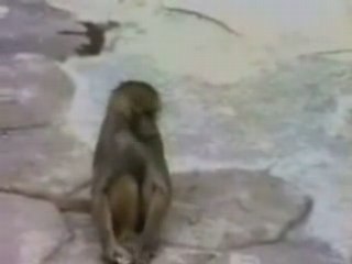 UN SINGE CE REGARDE DANS LE MIROIR PTDR