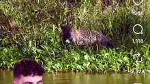 GODZILLA EXISTE VRAIMENT ? 😱 #godzilla #dinosaure #iguane #animaux #nature