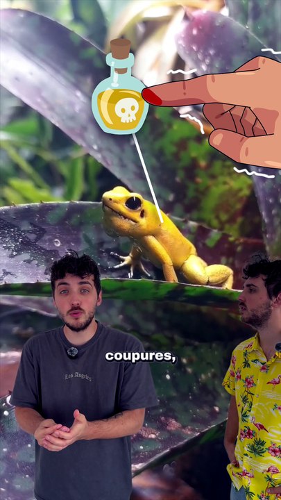 La grenouille la plus TOXIQUE du monde ! #grenouille #toxique #venin #animaux #nature