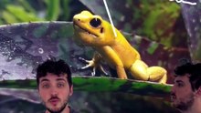La grenouille la plus TOXIQUE du monde ! #grenouille #toxique #venin #animaux #nature