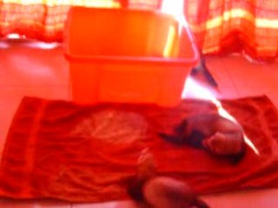 furet2