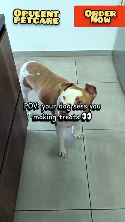 Stuffed Dog Eating Toy Ball