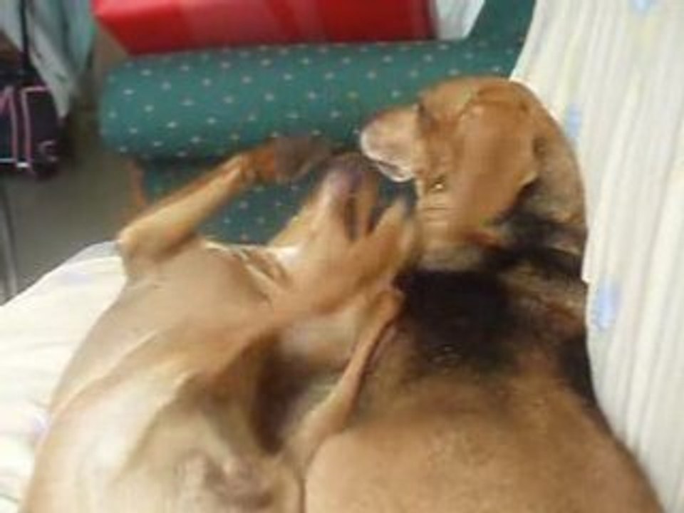 snoopie et roxane