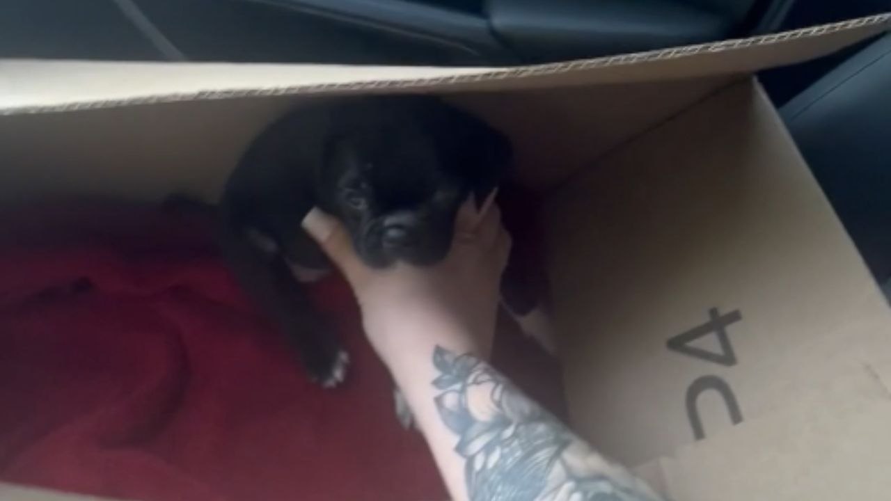 Emotional boys overwhelmed with joy as mom gifts them a puppy