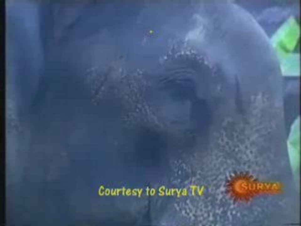 un elephant attaque son maitre attention image choc !