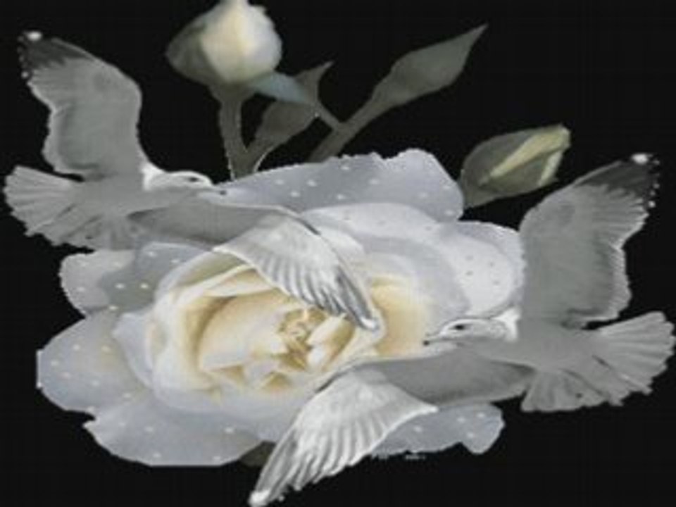 Mes roses