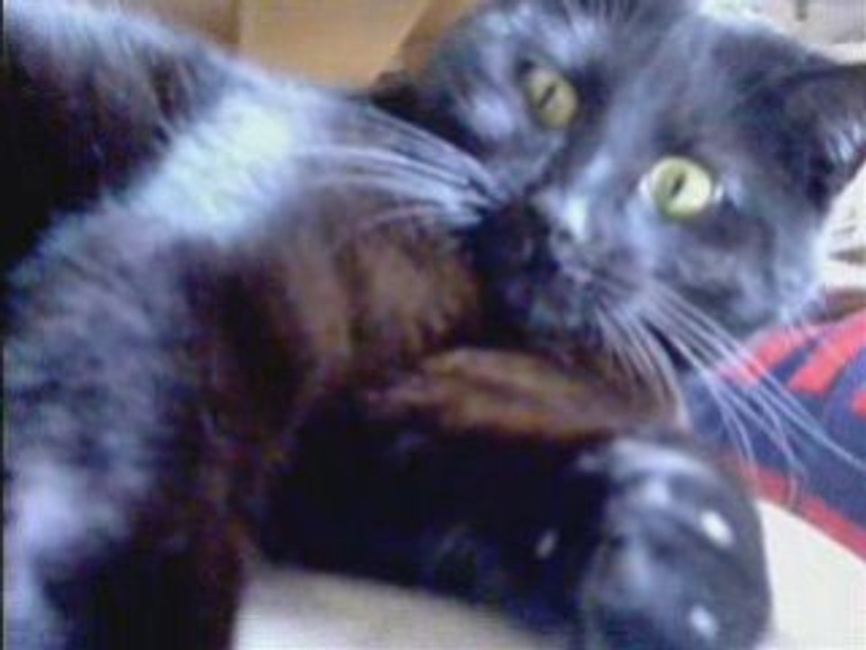 Layla 4 ever