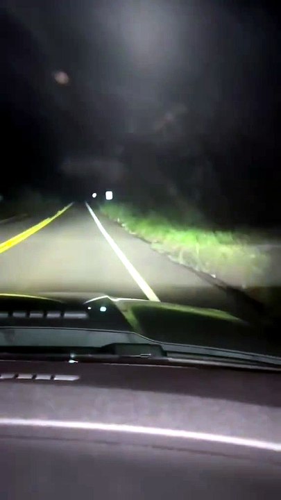 Flagrante: filhotes de onça aparecem às margens da PR-489 próximo a Xambrê; confira o vídeo