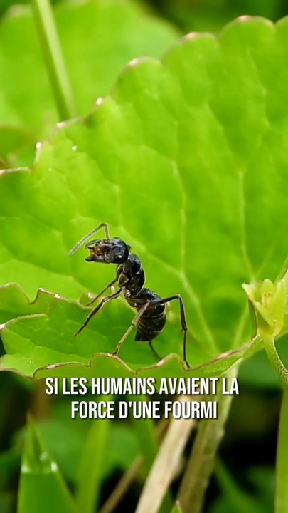 Si les humains avaient la force d’une fourmis… 🐜