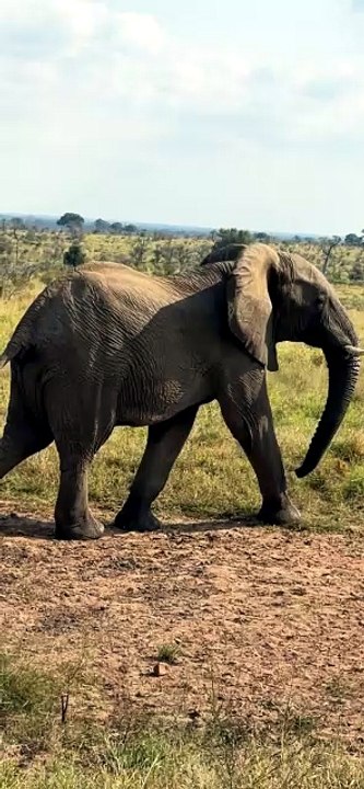 Elephant