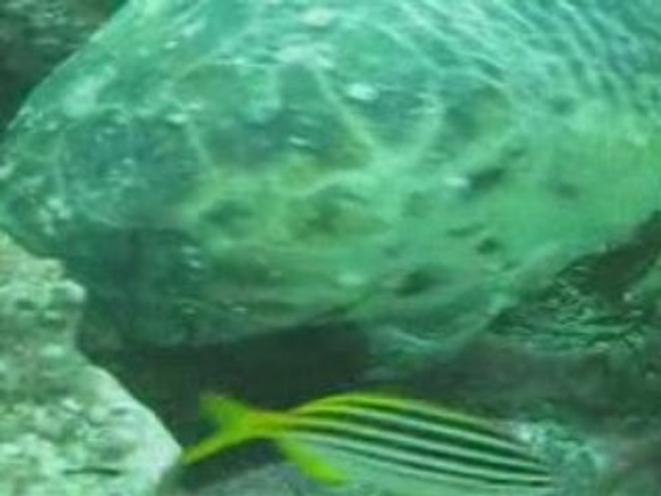 Compilation plongee New South Wales - Sydney & Byron Bay