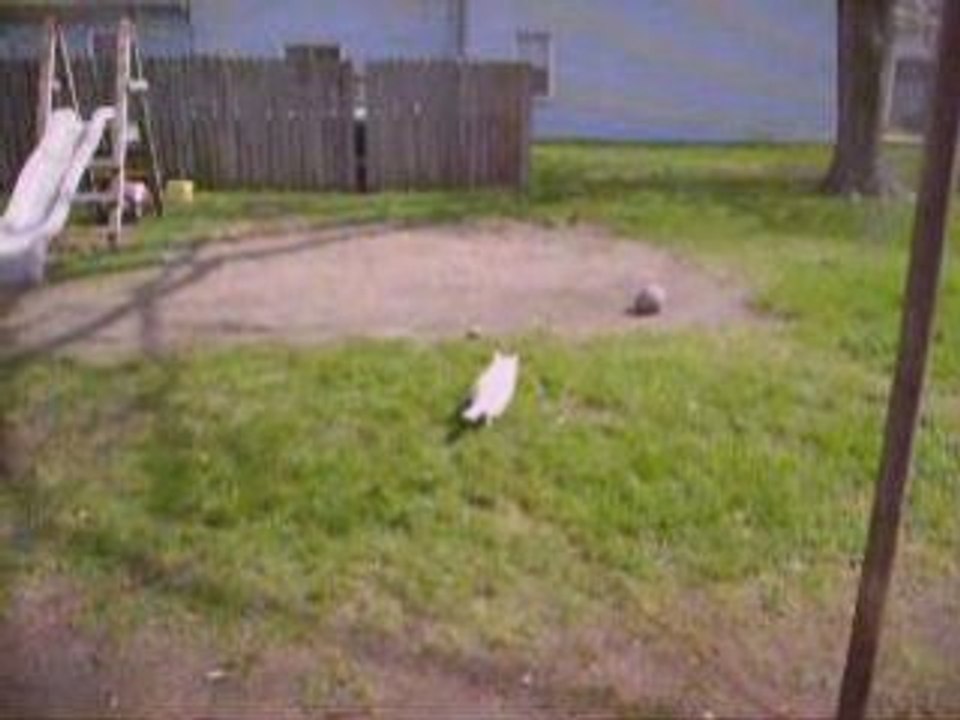 Zanzabar Stalks a Bird