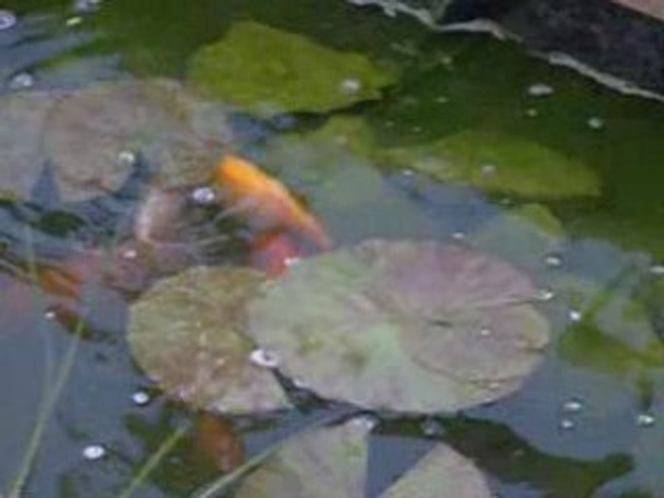 bassin acouplement poissons rouge