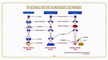 Méthodes d_étude de la cellule