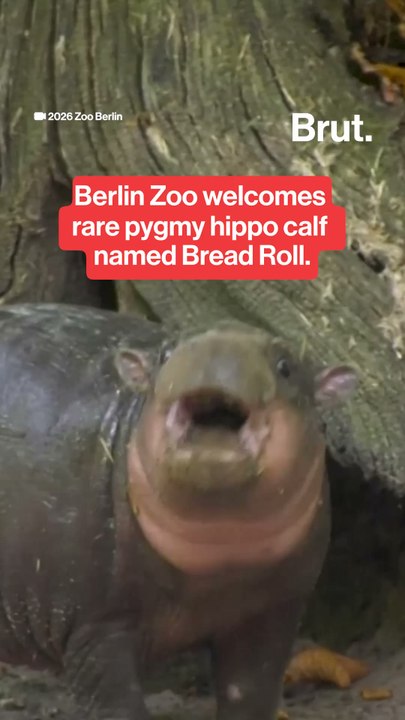 Berlin Zoo welcomes rare pygmy hippo calf named Bread Roll.