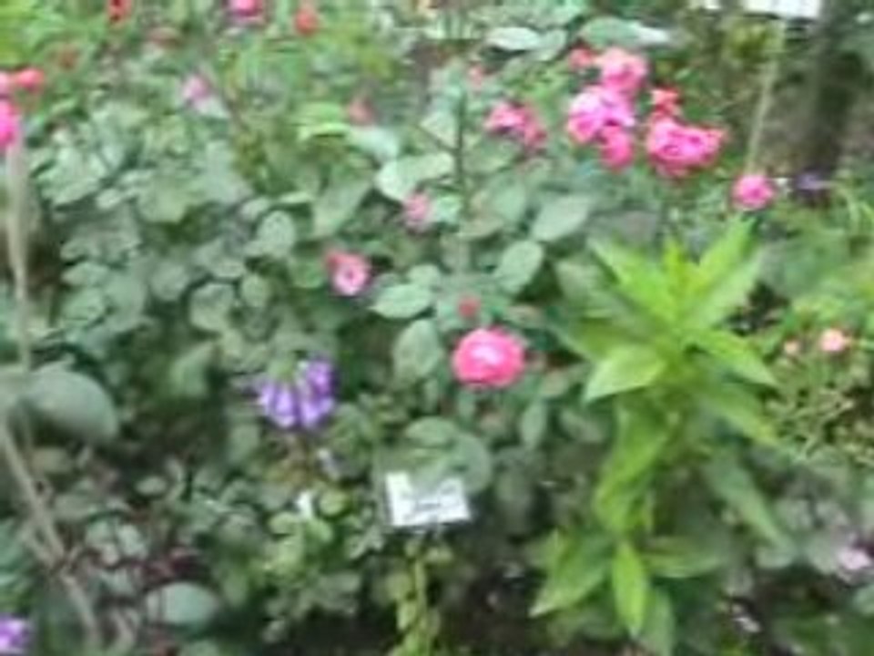 La Pépinière Foucart, une roseraie au charme sauvage