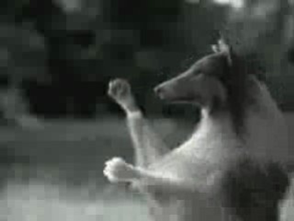 Puma vs Lassie - Doggy vs leopard