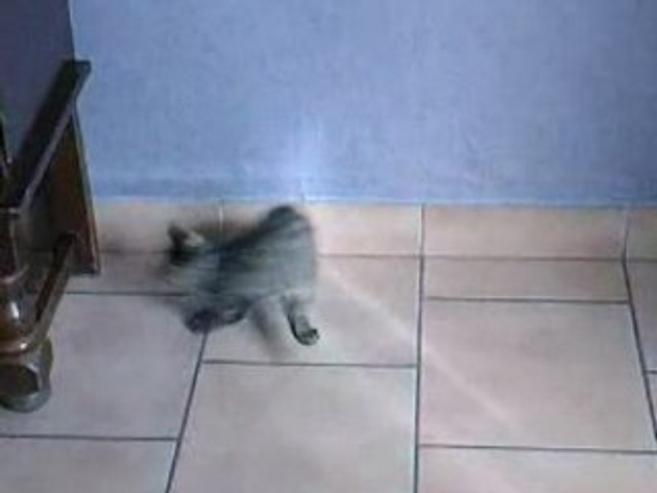 Chat